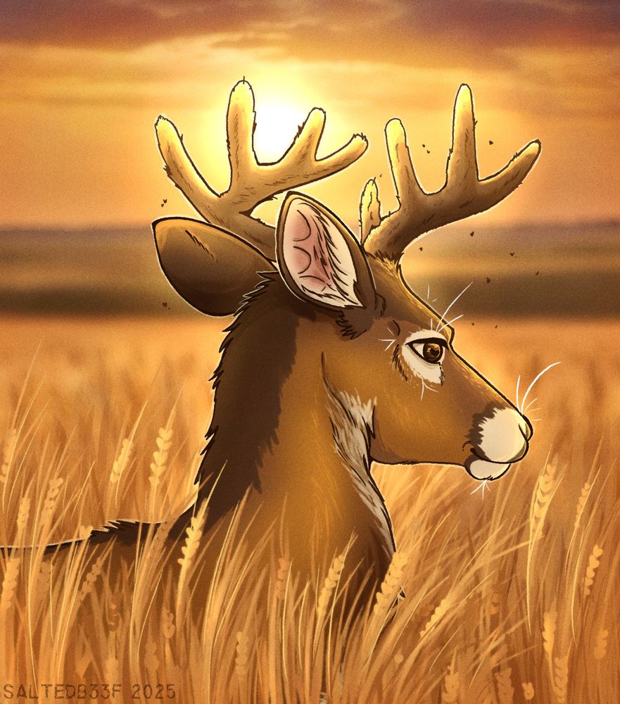 A digital painted drawing of a brown coloured whitetail deer standing in a golden wheat field. The sun is shining between his antlers in the golden afternoon sun. 