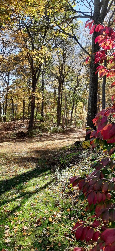 Trees with fall-colored leaves and a burning bush.