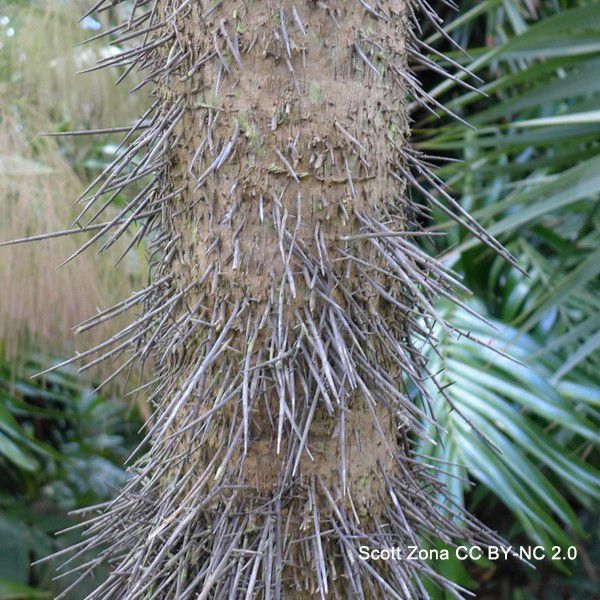 Photo of the trunk of the palm showing numerous, needle-like root spines pointing slightly downward. Photo by Scott Zona CC BY-NC 2.0.

