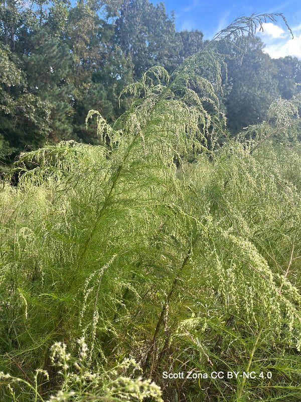 Photo of the erect stems of E. capillifolium with fine, hairlike foliage. Photo by Scott Zona CC BY-NC 2.0.