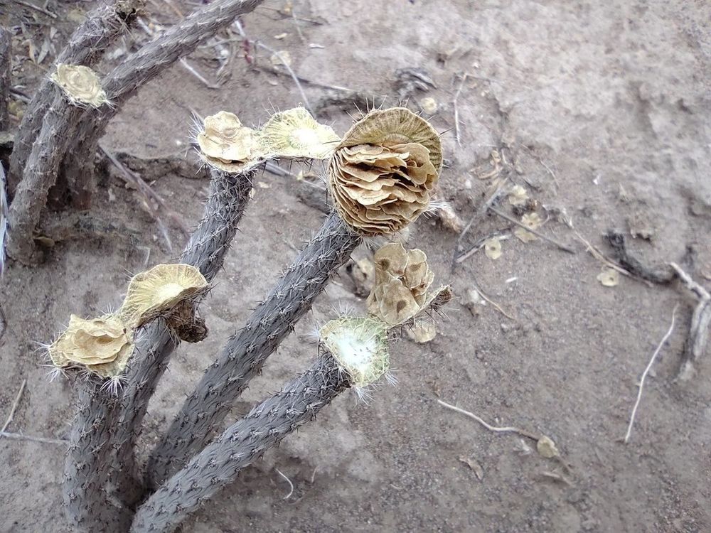 Photo of a cactus growing on barren soil. The stems are cylindrical and spiny. The tips of the stems bear old, dried fruits that have split open to reveal stacks of dry, papery, winged seeds.