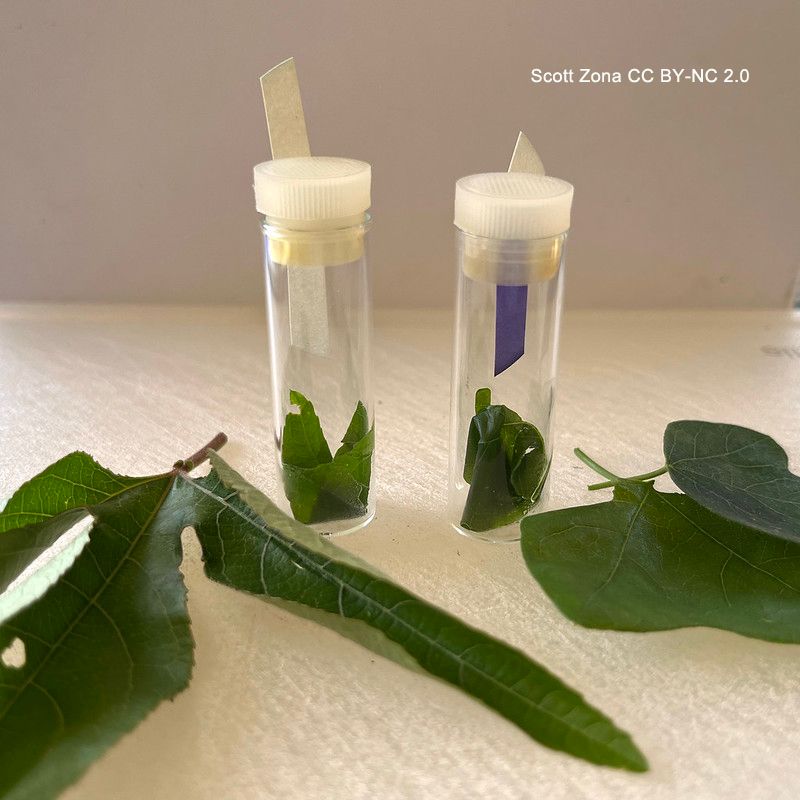 Photo of two leaves and two small glass vials. In each vile, a bit of leaf tissue is at the bottom of the vial and a strip of paper is suspended from the lid. In the left vial, the paper is bright blue. It’s white in the right vial. Photo by Scott Zona CCBYNC2.