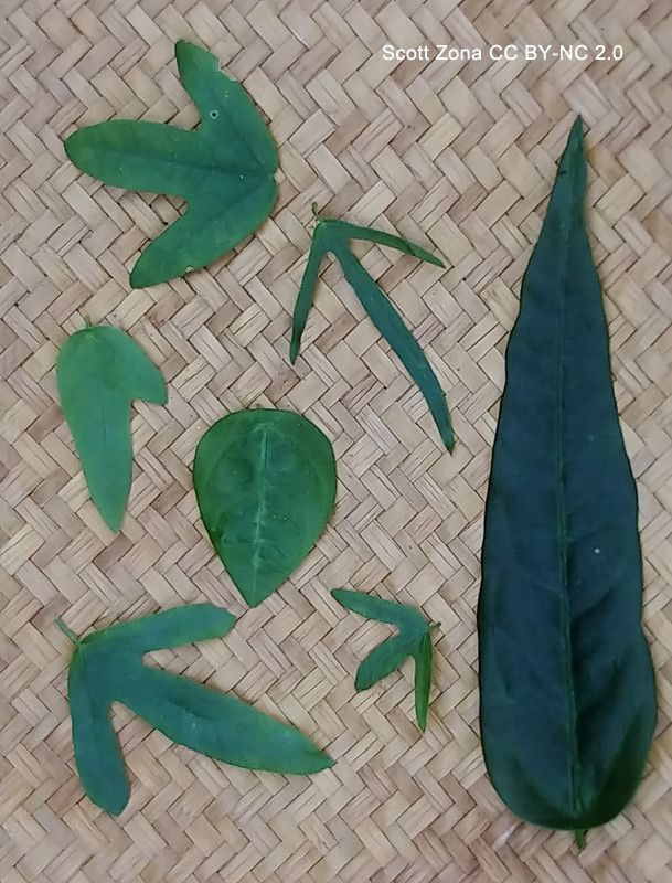 Photo of a selection of isolated leaves. Some leaves are entire, some are lobed. Some leaves are large, some are small and narrow. Photo by Scott Zona CCBYNC2.