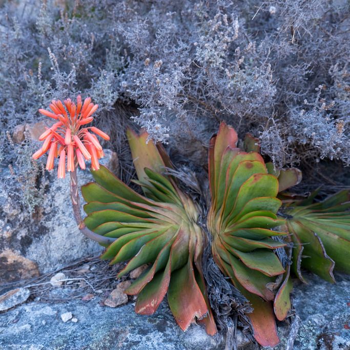 Photo of a plant in a rocky habitat. Tight clusters of fan-shaped tufts of leaves hug the ground. A single, erect spike of red, tubular flowers emerges from one plant.
