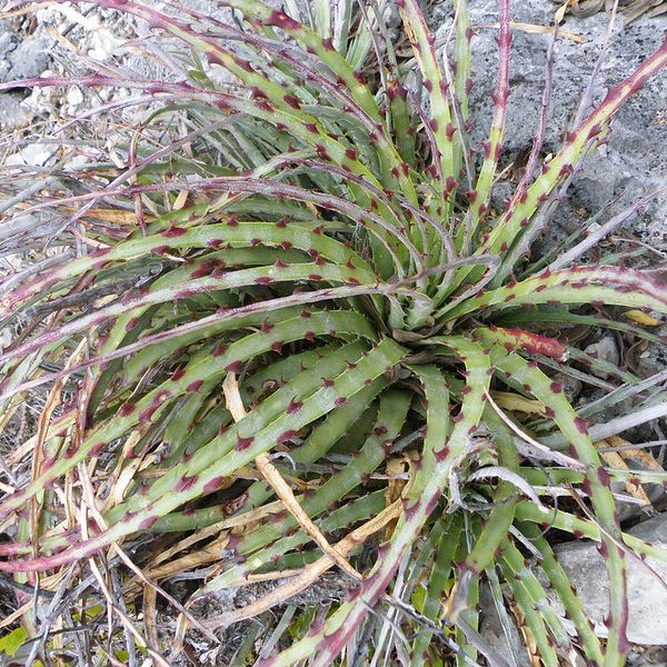 Photo of a terrestrial rosette plant. The leaves are slender and bear large, red teeth on their margins.