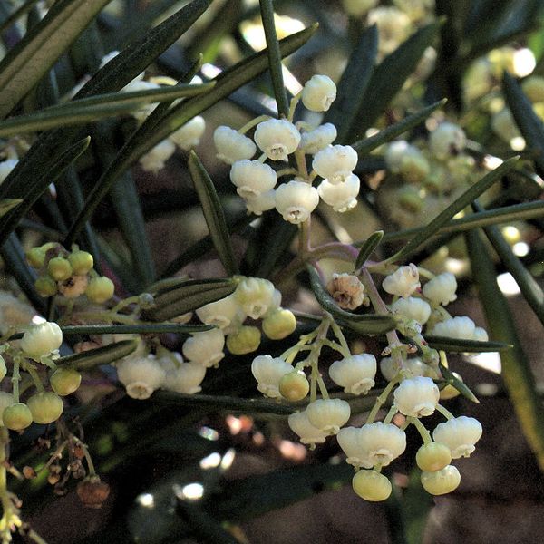 Photo of a leafy shoot bearing narrow rosemary-like leaves and dangling, urn-shaped, white flowers.