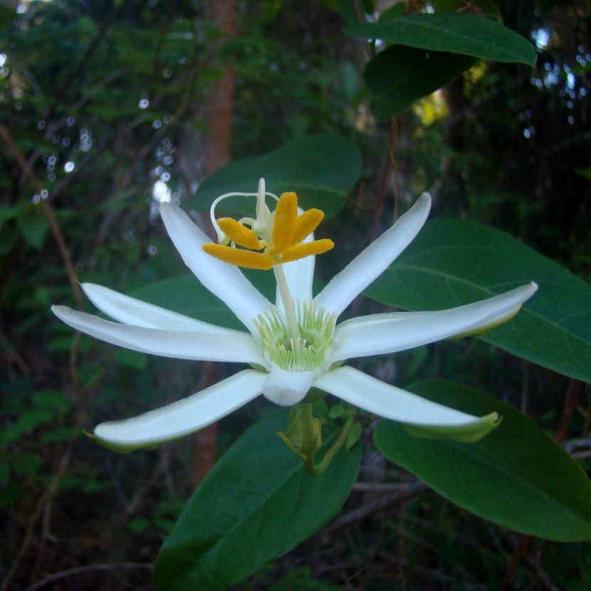 Close-up photo of a single flower. The sepals and petals are narrow and white. The corona is short and greenish. The androgynophore (the stalk holding the sexual parts) is long. There are five down-facing anthers and three stigmas.