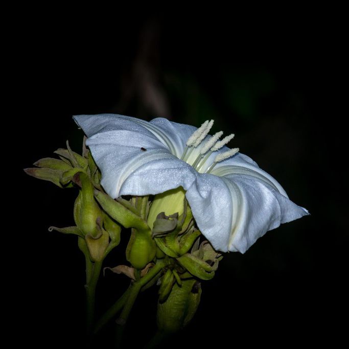 Night photo of a single white, short-tubed, trumpet-shaped flower with exserted stamens.