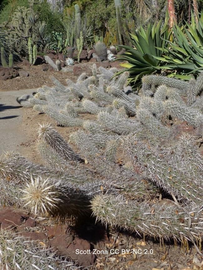Photo of many decumbent stems (their tips turned upward) of a cylindrical cactus. The stems are bristling with spines of various sizes. Photo by Scott Zona CC BY-NC 2.0.