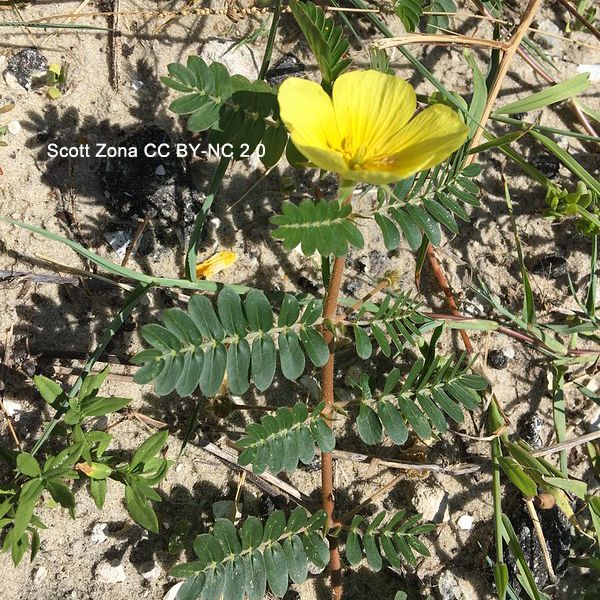 Photo of a leafy shoot with a terminal, large, 5-petaled, yellow flower. The nodes have opposite, pinnately compound leaves. One leaf is smaller than the other. The smaller leaf alternates sides of the stem at sequential nodes. Photo by Scott Zona CC BY-NC 2.0.