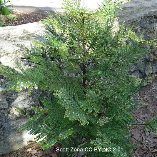 Photo of a small plant with an upright, primary axis and many secondary branches and tertiary branches that look like bipinnately compound leaves. Photo by Scott Zona CC BY-NC 2.0.