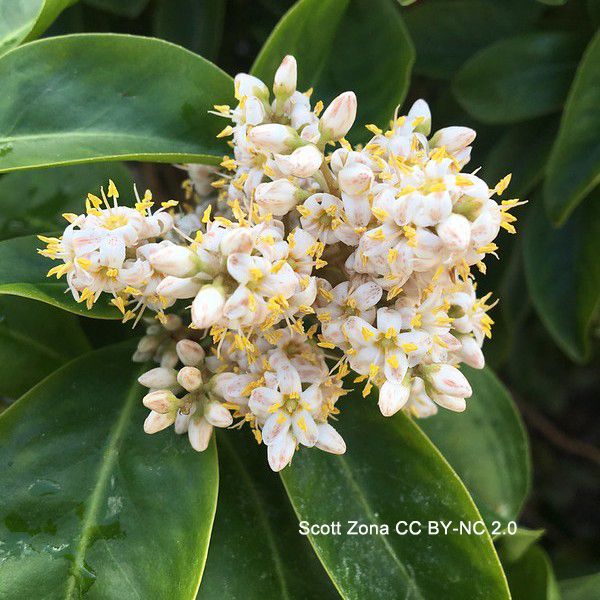 Close-up photo of a cluster of white flowers against dark green leaves. The flowers have petals with dark spots and lines, typical of the Myrsinoideae. Photo by Scott Zona CC BY-NC 2.0.