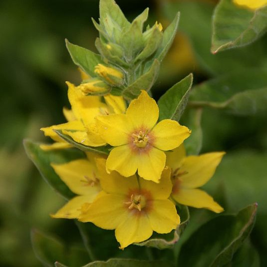 Photo of an erect inflorescence bearing yellow, five-petaled flowers, which are darker in the center