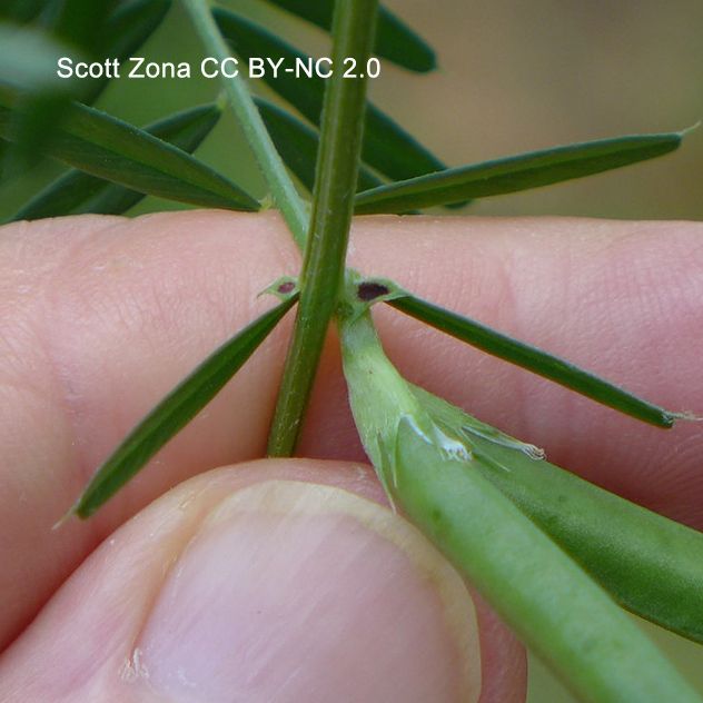 Close-up photo of a hand holding a node of a climber with pinnately compound leaves and green legumes. Each tiny stipule has a dark spot, which is an extra-floral nectary. Photo by Scott Zona CC BY-NC 2.0.