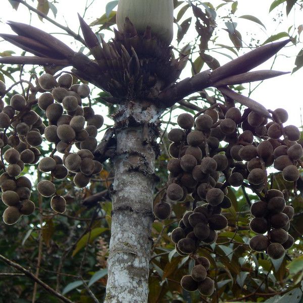 Photo of the crown of a palm with multiple inflorescences/infructescences at each node. The smaller inflorescences are still enclosed by bracts. The largest are fully expanded and bearing fruits. 