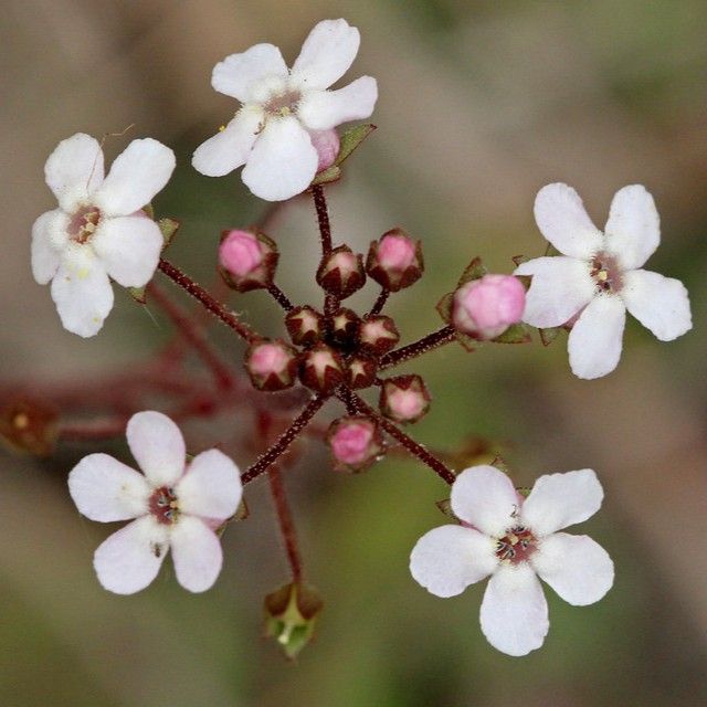 Close-up photo from above of an umbel of white, 5-lobed flowers. The buds are pink and partially enclosed by red sepals.