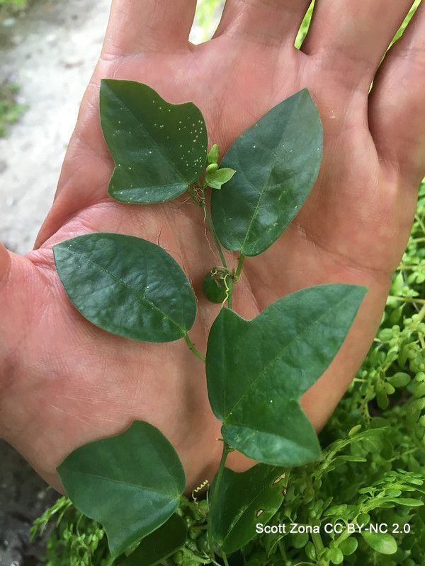 Photo of a hand cradling a shoot of the vine. Some leaves are elliptical, while others are 3-lobed. Photo by Scott Zona CCBYNC2.