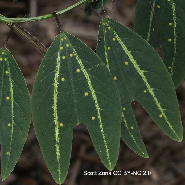 : Close-up photo of bilobed leaves. Each lobe has a silvery midvein. Between the two midveins are a scattering of yellow spots. Photo by Scott Zona CCBYNC2.