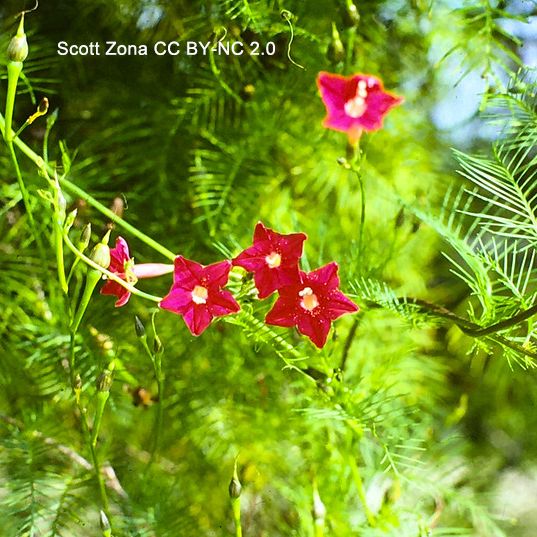 Photo of a tangle of climbing stems bearing deeply pinnatifid leaves and bright scarlet flowers. Photo by Scott Zona CCBYNC2.