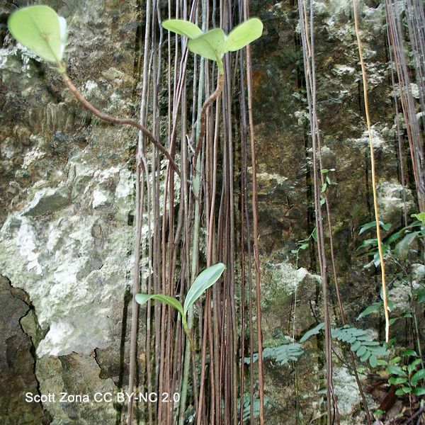 Photo of the aerial roots, some of which have produced leafy shoots. Photo by Scott Zona CC BY-NC 2.0.