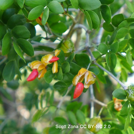 Photo of a leafy shoot bearing orange capsules that open to reveal orange, fleshy seeds. Photo by Scott Zona CCBYNC2.