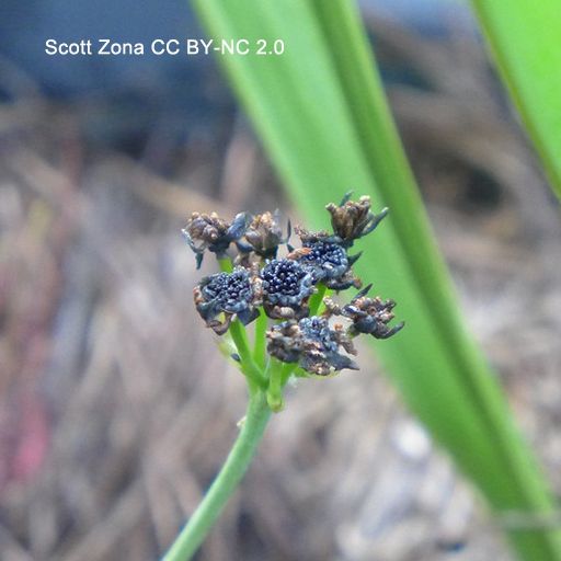 Close-up photo of a cyme of small capsules, opened to reveal a sky-facing cluster of tiny, shiny, black seeds.