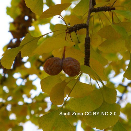 Photo of a pair of fleshy seeds of ginkgo hanging in the tree, not yet dispersed. Photo by Scott Zona CCBYNC2.