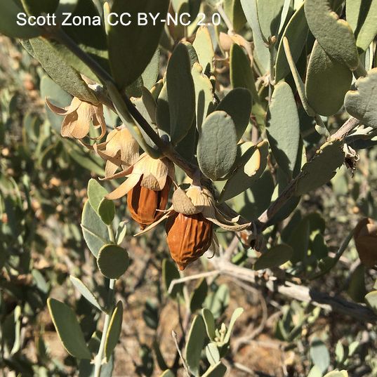 Close-up photo of a leafy shoot bearing brown, shriveled fruits with pale brown, spreading calyces. These are the fruits of jojoba. The leaves are gray-green and stiff. Photo by Scott Zona CC BY-NC 2.0.