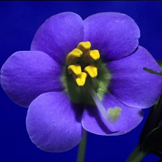 Close-up photo of a purple flower with 6 petal lobes. There are six porate anthers on in a group curved to one side. The long style and stigma curve away from the stamens. Photo by Scott Zona CC BY-NC 2.0.