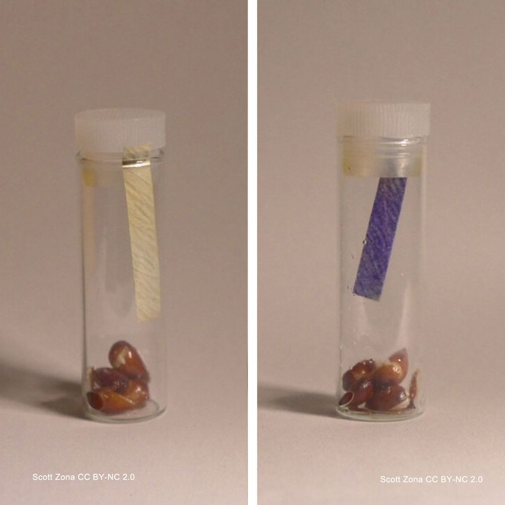 Collage of two photos, both showing the same small glass vial containing a few apple seeds. In the left photo, the paper strip suspended from the vial cap is white. In the right photo, it’s blue. Photo by Scott Zona CCBYNC2.