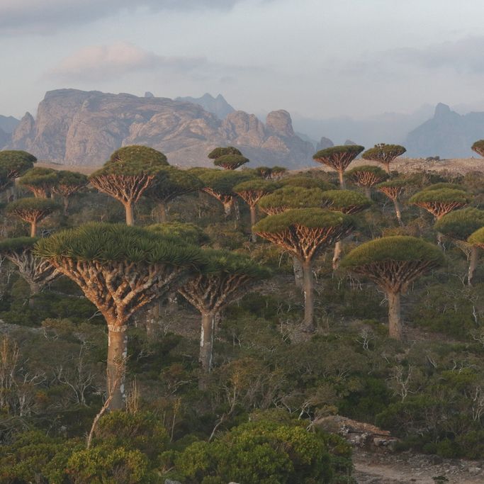 Photo of a shrubby landscape dominated by umbrella-shaped Dracaena trees. Rugged mountains are in the foggy background. 