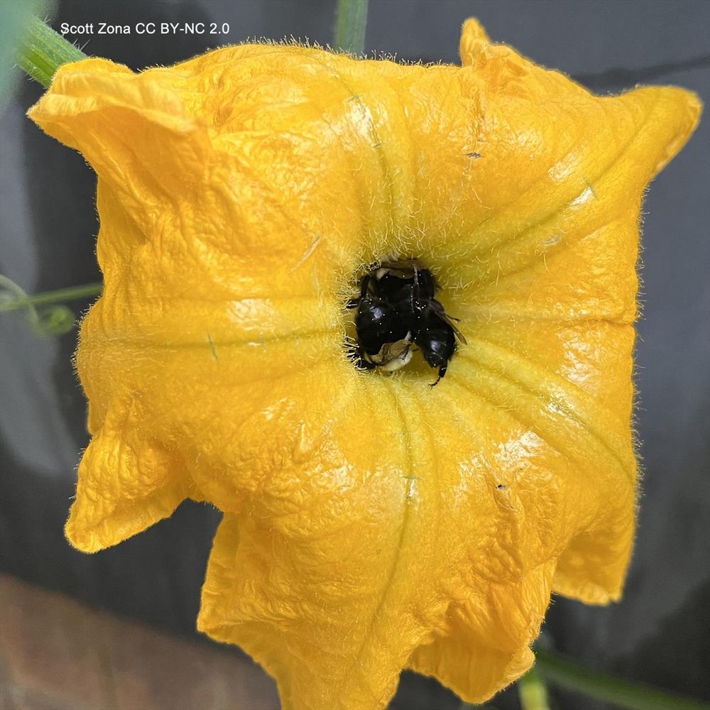 Close-up photo of a yellow squash flower with three bees jammed into the center. Photo by Scott Zona CC BY-NC 2.0.