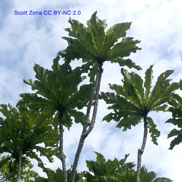 Photo of a few erect stems with tufts of long, strappy leaves borne at the stem apices. Photo by Scott Zona CCBYNC2.