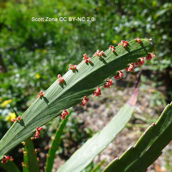 Photo of a flattened, paddle-shaped, green stem with marginal pink flowers. Photo by Scott Zona CC BY-NC 2.0.