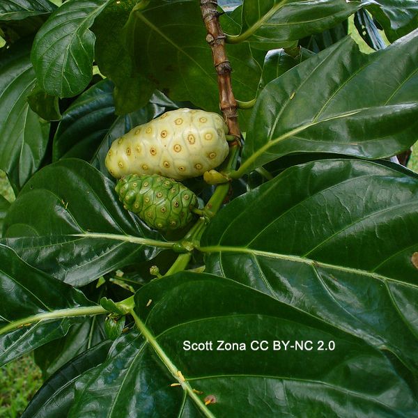 Photo of the foliage and fruits of noni. The fruits are multiple fruits and are white when ripe. Photo by Scott Zona CCBYNC2.
