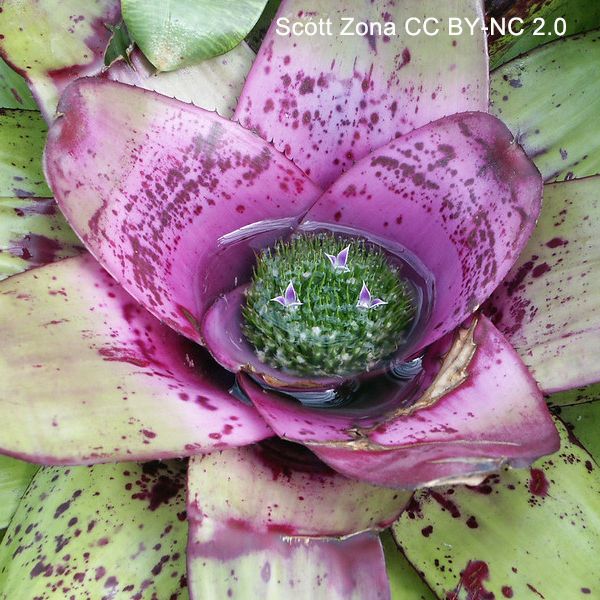 Close-up photo of the center of a tank-forming rosette species. The bases of the youngest leaves are purple. Three small, purple flowers are emerging just above the level of the water in the center of the rosette.
