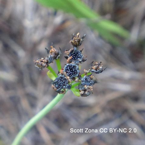 Close-up photo of a cyme of small capsules, opened to reveal a sky-facing cluster of tiny, shiny, black seeds.