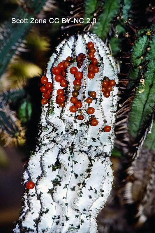 Photo of a leafless succulent Euphorbia (covered with dense white wax). Many small red berries emerge from the plant.