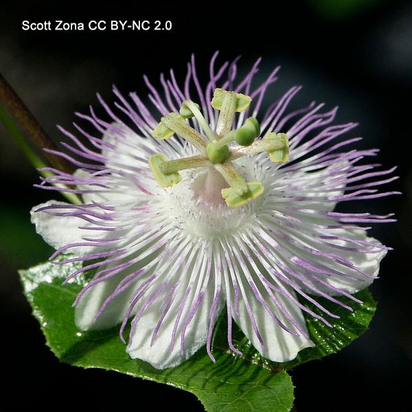 Close-up photo of a single flower. The sepals and petals are white. The large, prominent corona is pale lavender, and the five anthers and three stigmas are held on an androgynophore. Photo by Scott Zona CCBYNC2.