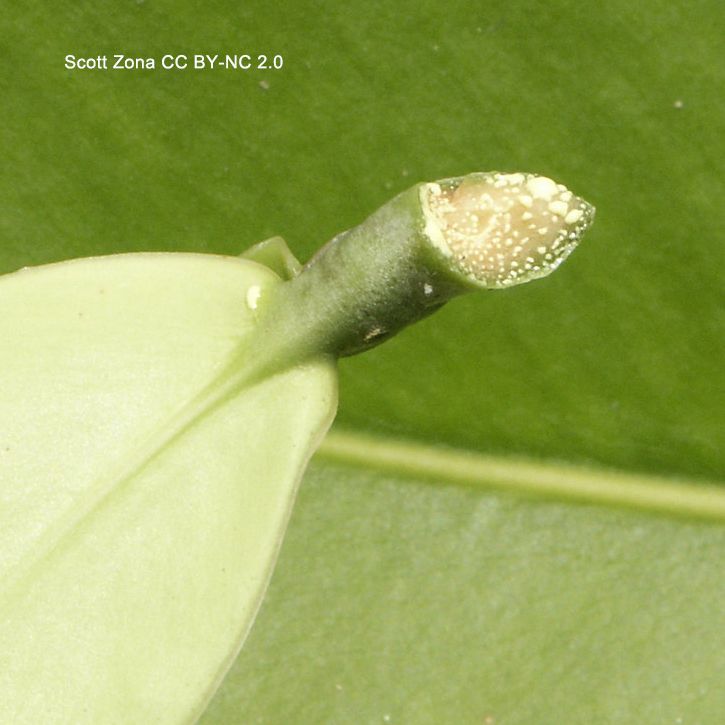 Close-up photo of the end of a petiole where it has been pulled from the node. The cut surface of the petiole is exuding yellow liquid. Photo by Scott Zona CC BY-NC 2.0.
