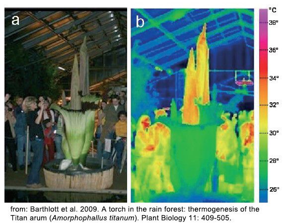 Plate showing the same A. titanum photographed under natural light photo and with thermal imaging. The latter shows that the spadix, not the spathe, is hot. From: https://doi.org/10.1111/j.1438-8677.2008.00147.x