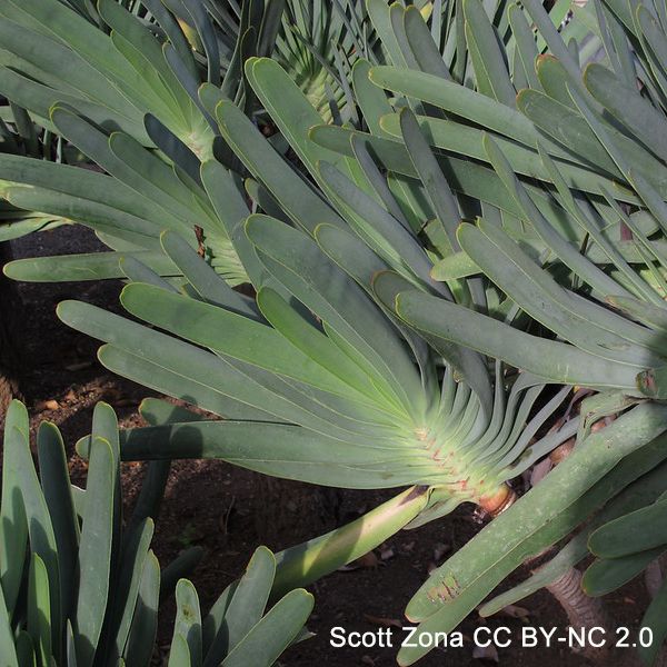 Photo of a shrubby plant with visible, erect stems bearing tufts of distichously arranged leaves at their tips. 