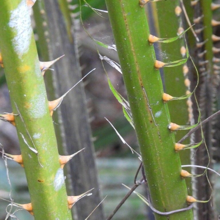 Close-up photo of the petioles of a palm. The spines are present on the edges of the petioles. The remnants of the leaf lamina are still clinging to some spines.