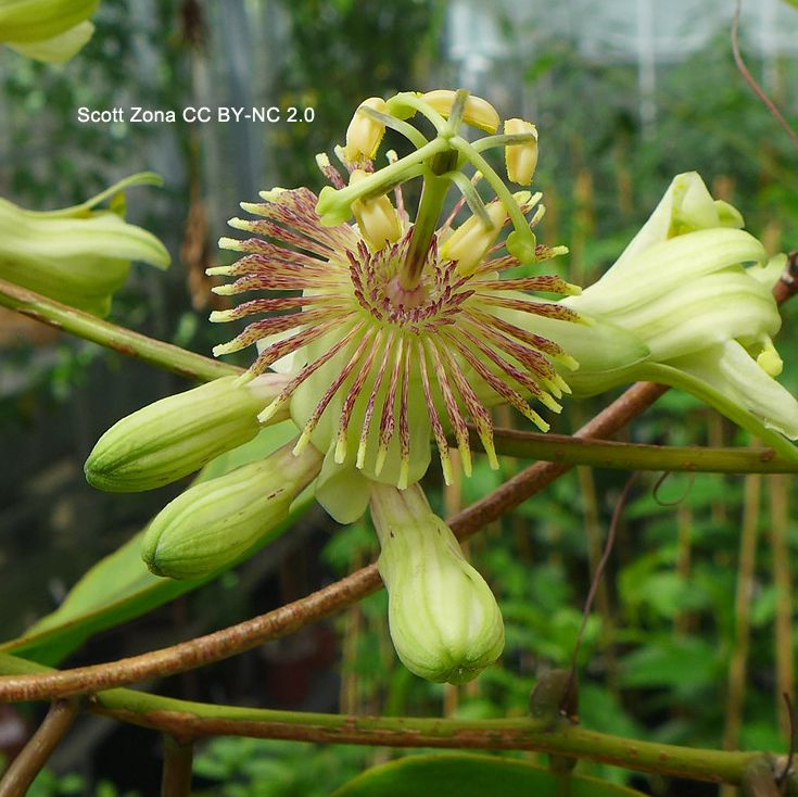 Photo of leaves of a vine and a single flower. The flower has a corona of long, filamentous segments that are reddish. Photo by Scott Zona CCBYNC2.