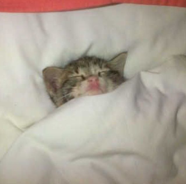 A kitten lying on its back under a blanket like it’s in a human bed 