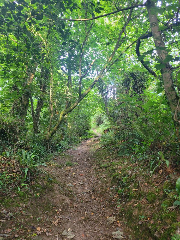 A dirt path through woodland 