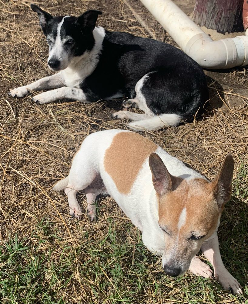 Two little yappy dogs lying on grass. Black and white older Jack Russell cross at the top of the picture and tan and white dog of similar lineage at the bottom of the picture. 