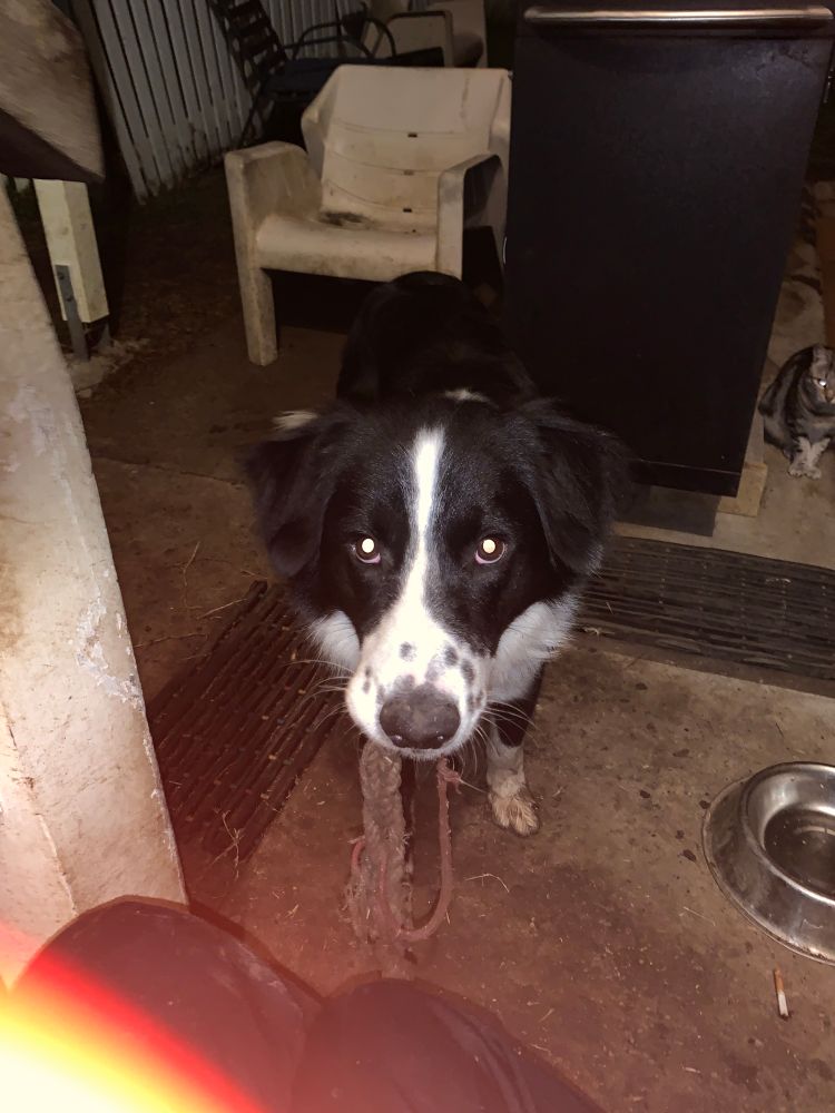Black and white Border Collie standing on filthy concrete holding the strings of death in his mouth.