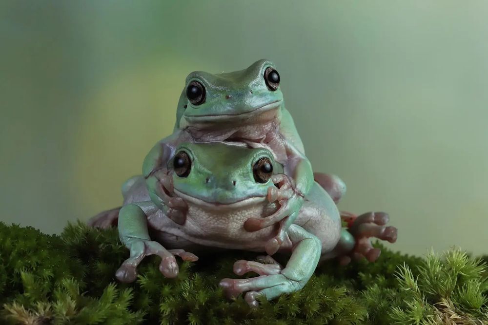 Two plump tree frogs perched on top of one another. 