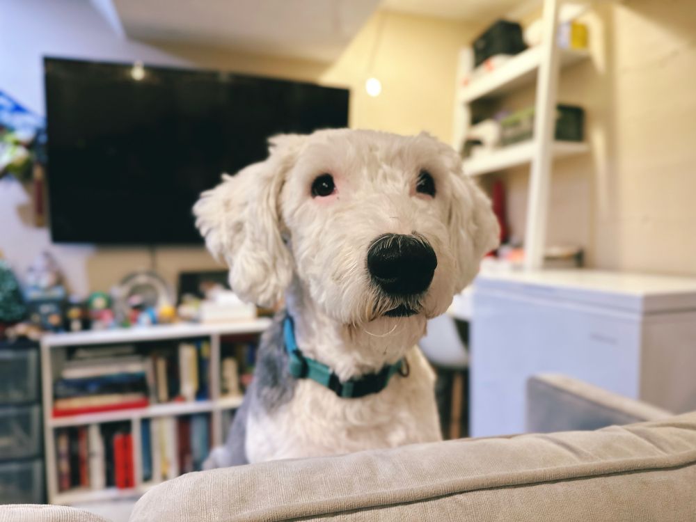 An Old English Sheepdog sits on a couch, staring into the distance. 